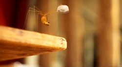 خیلی خیلی کوچک (2) (12 حلزون خشمگین)